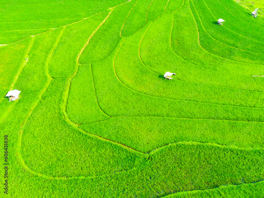Aerial shot on terraced green paddy fields in Semarang, Indonesia. Aerial shot on terraced green paddy fields in Semarang, Indonesia.