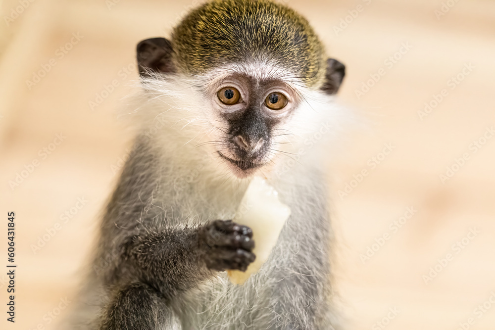 Funny green monkey eating fruits in zoo