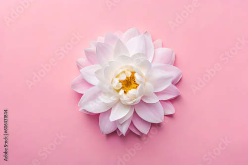 Top view  White peony head on pink background  flat lay