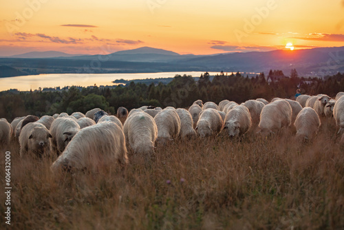 Na Hali Majerz w Hałuszowej. Stado owiec na polu o wschodzie słońca. © rogozinski