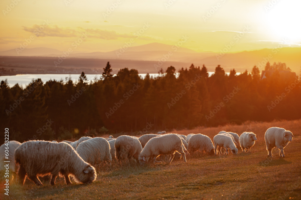 Obraz na płótnie Na Hali Majerz w Hałuszowej. Stado owiec na polu o wschodzie słońca. w salonie