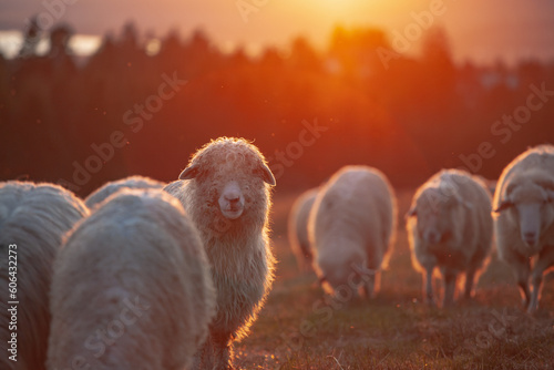 Fototapeta Naklejka Na Ścianę i Meble -  Na Hali Majerz w Hałuszowej. Stado owiec na polu o wschodzie słońca.