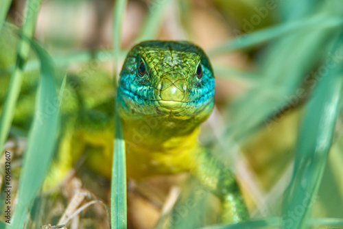 Lézard à deux raies de face. photo