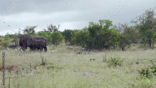 A wide shot of a young white rhino urinating profusely while standing in the bush veld with other rhinos.