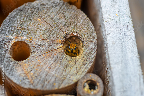 A red mason bee looking out of a nest hole in our "bee hotel".