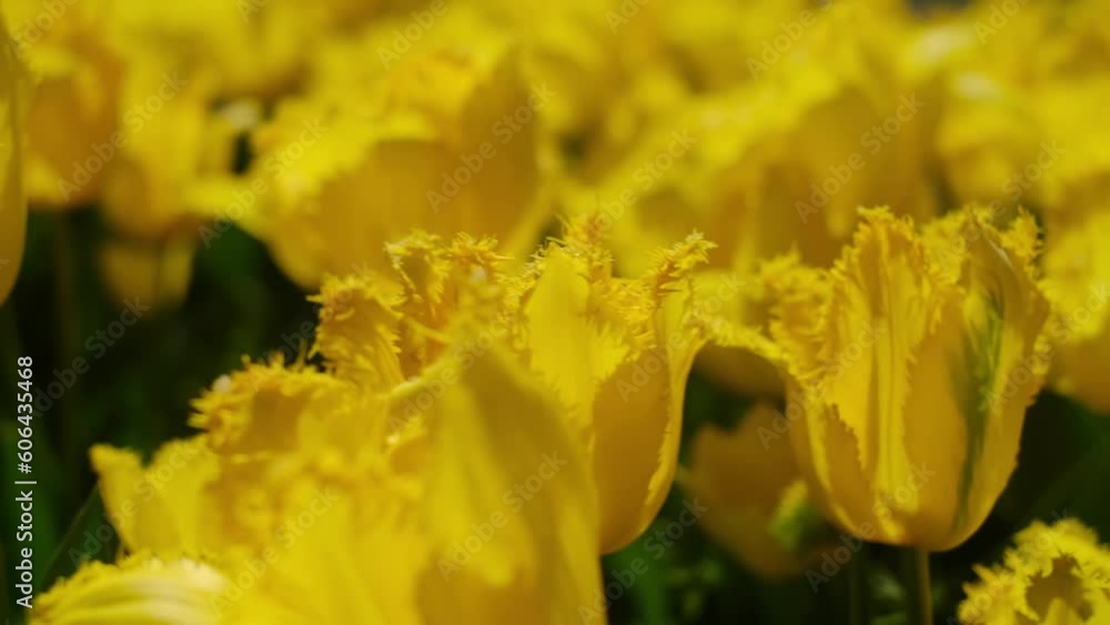 Beautiful bright colorful yellow Spring tulips. Field of tulips. Tulip flowers blooming in the garden. Panning over many tulips in a field in spring. Colorful field of flowers in nature. Beautiful bright colorful yellow Spring tulips. Field of tulips. Tulip flowers blooming in the garden. Panning over many tulips in a field in spring. Colorful field of flowers in nature.