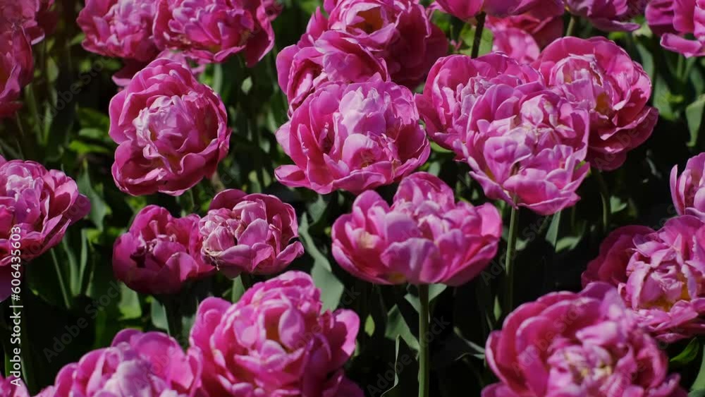 Beautiful bright colorful pink Spring tulips. Field of tulips. Tulip flowers blooming in the garden. Panning over many tulips in a field in spring. Colorful field of flowers in nature Beautiful bright colorful pink Spring tulips. Field of tulips. Tulip flowers blooming in the garden. Panning over many tulips in a field in spring. Colorful field of flowers in nature