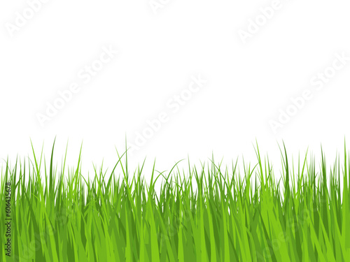 Green grass on white background with place for text. Grass Border isolated. Lawn, grass for poster and banner. Flat vector illustration