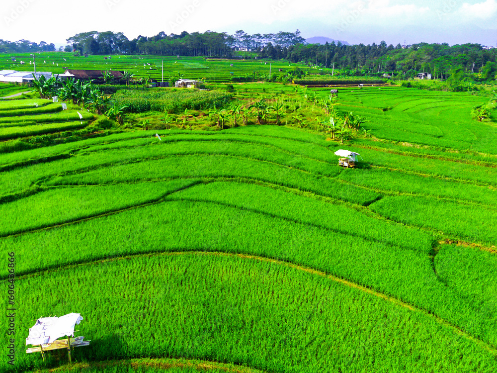 Aerial shot on terraced green paddy fields in Semarang, Indonesia. Aerial shot on terraced green paddy fields in Semarang, Indonesia.