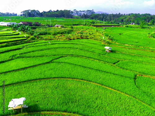 Aerial shot on terraced green paddy fields in Semarang, Indonesia.