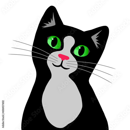 Biało-czarny kotek