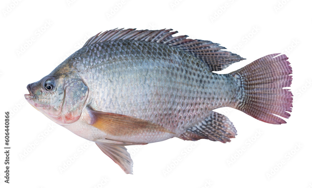 Fototapeta premium Nile tilapia fish isolated transparent background.