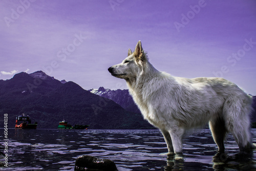Fotografie Sasha dog
