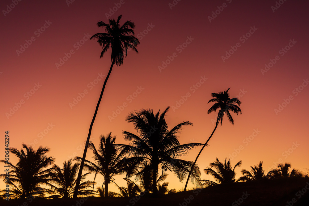 palm trees silhouette at sunset with a warm red gradient sky. Arembepe, bahia, brazil