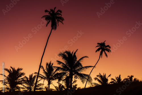 palm trees silhouette at sunset with a warm red gradient sky. Arembepe, bahia, brazil