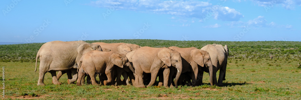 Addo Elephant Park South Africa, Family of Elephants in Addo elephant park