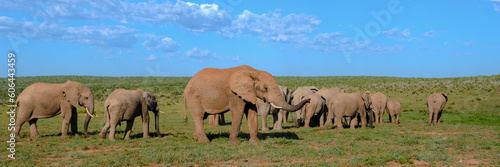 Addo Elephant Park South Africa, Family of Elephants in Addo elephant park, a large group of African Elephants near a water pool