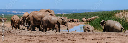 Addo Elephant Park South Africa, Family of Elephants in a mud bath in Addo elephant park