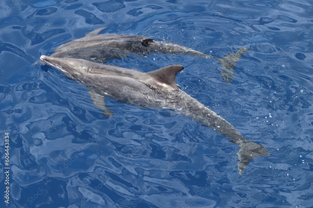 Fototapeta premium Rough-toothed dolphins, Steno bredanensis, playing in the Gulf of Mexico