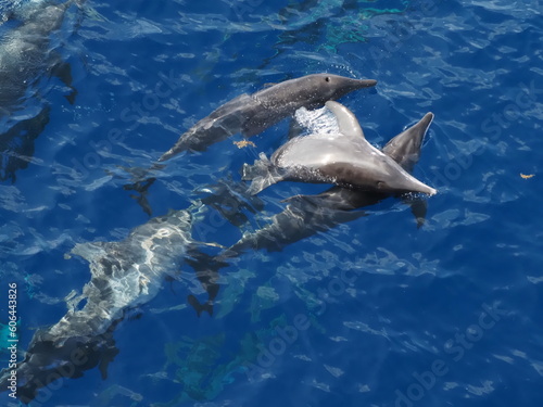 Rough-toothed dolphins, Steno bredanensis, playing in the Gulf of Mexico