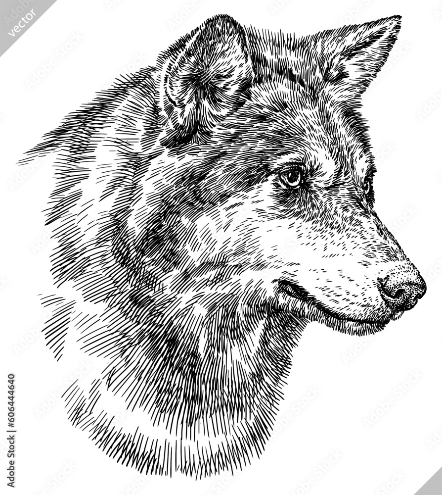 Vintage engraving isolated gray wolf set illustration ink sketch. Wild