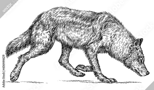 Vintage engraving isolated gray wolf set illustration ink sketch. Wild dog background animal silhouette art. Black and white hand drawn vector image.