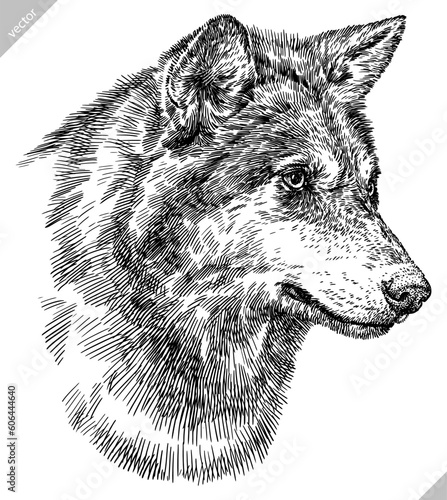 Vintage engraving isolated gray wolf set illustration ink sketch. Wild dog background animal silhouette art. Black and white hand drawn vector image.