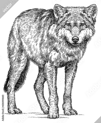 Vintage engraving isolated gray wolf set illustration ink sketch. Wild dog background animal silhouette art. Black and white hand drawn vector image. photo