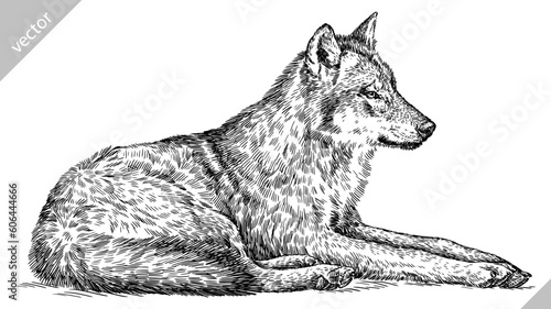 Vintage engraving isolated gray wolf set illustration ink sketch. Wild dog background animal silhouette art. Black and white hand drawn vector image.