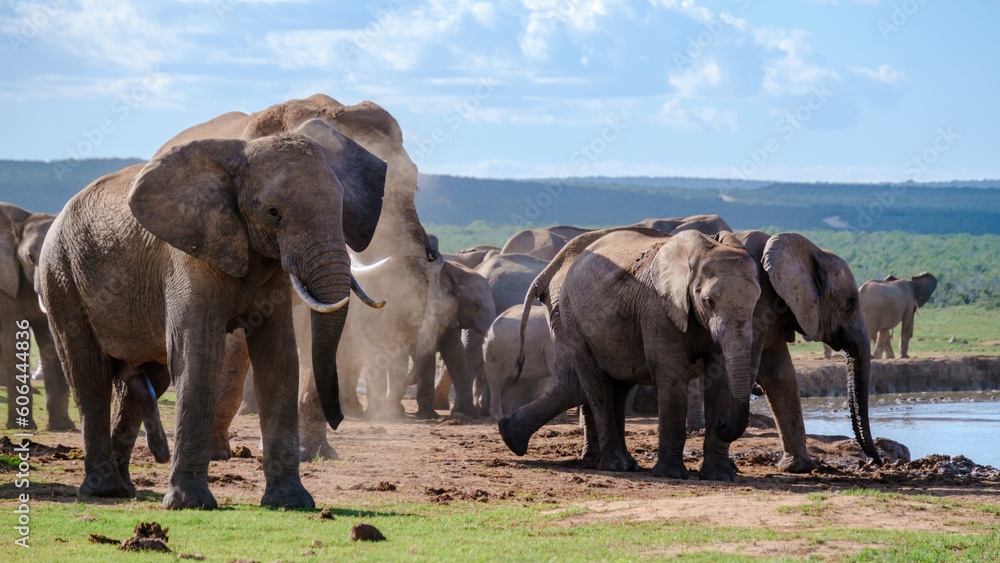 Addo Elephant Park South Africa, Family of Elephants in Addo elephant park, a large group of African Elephants drinking water at a water pond Addo Elephant Park South Africa, Family of Elephants in Addo elephant park, a large group of African Elephants drinking water at a water pond