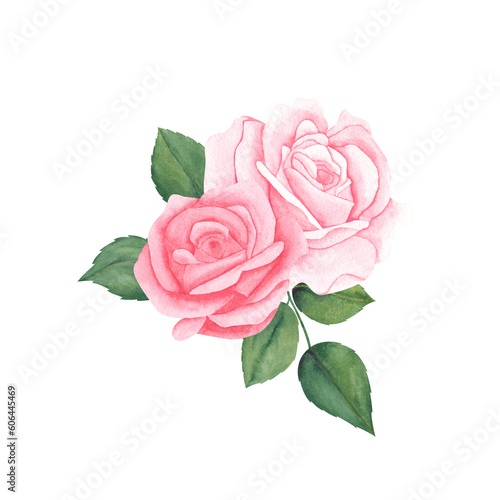 Watercolor pink roses and green leaves. Hand drawn illustration for greeting cards or wedding invitations on isolated background