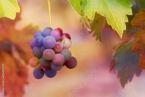 Multi-hued grape cluster with autumn foliage afer harvest photo