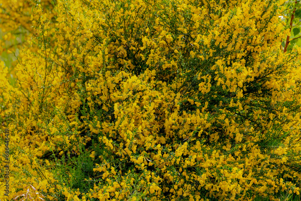 Selective focus of wild yellow flower in the forest, Genista scorpius is an accepted name, This name is the accepted name of a species in the genus Genista family Leguminosae, Nature floral background Selective focus of wild yellow flower in the forest, Genista scorpius is an accepted name, This name is the accepted name of a species in the genus Genista family Leguminosae, Nature floral background