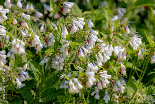 Selective focus of white flower common comfrey in the park with blur background, Symphytum orientale is a flowering plant of the genus Symphytum in the family Boraginaceae, Nature floral background. photo