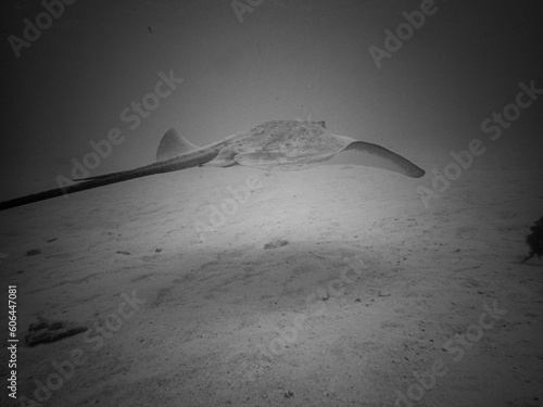 Pink whipray (Pateobatis fai) in the shallow lagoon of Moorea, French Polynesia, in the South Pacific photo