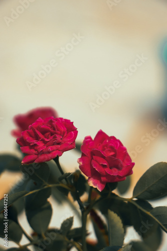 Rosa    damascena  Latin for damascene rose   more commonly known as the Damask rose  1  2  or sometimes as the Bulgarian rose  Turkish rose  Taif rose  Arab rose  Ispahan rose and Castile rose