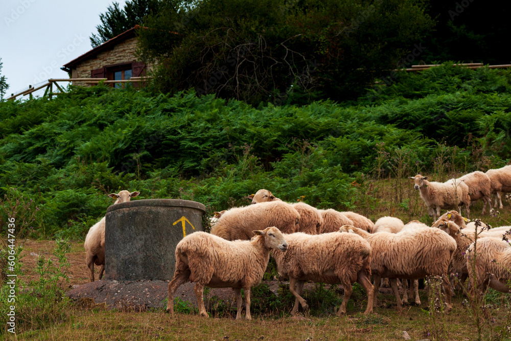 Fototapeta premium A flock of sheep French Pyrenees