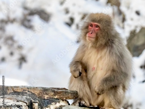 Snow Monkey Sitting on Rock © Mary