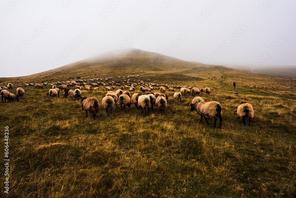 Flock of sheep grazing on Camino de Santiago
