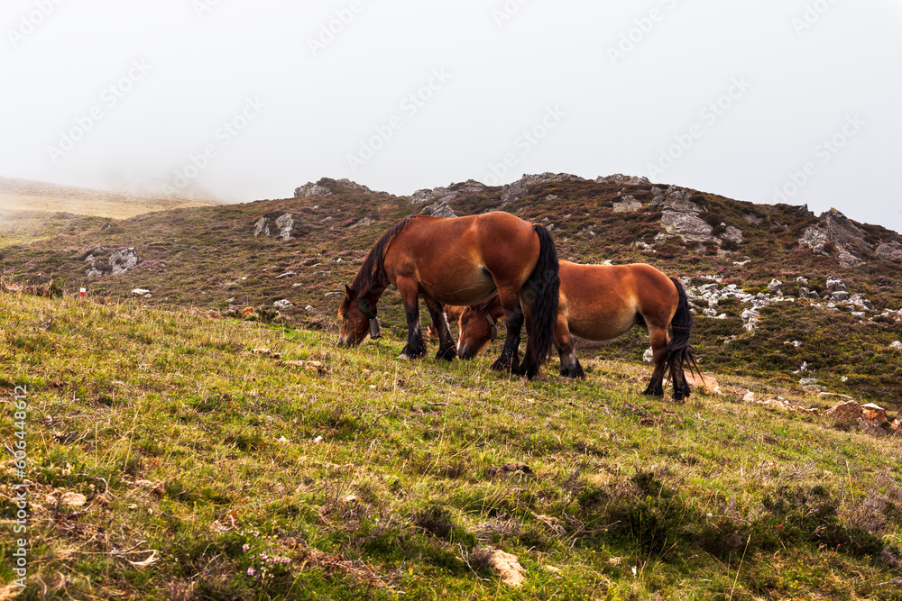 Horses grazing in the French Pyrenees