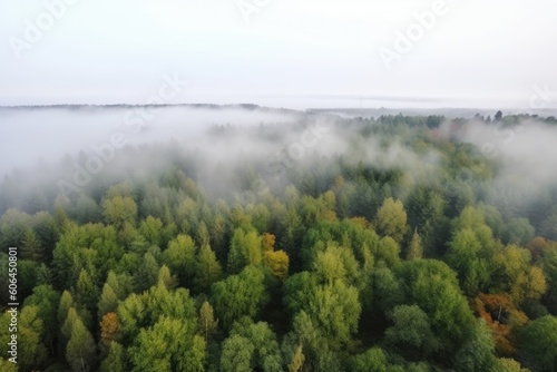 Fog in the forest © GenieStock