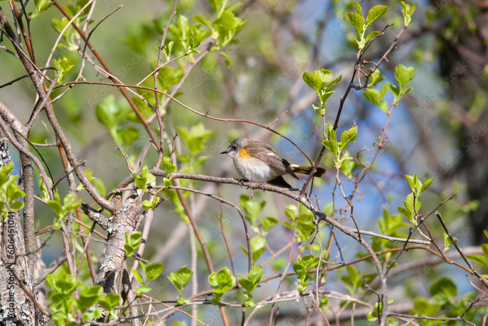 Obraz premium American Redstart Female darting among the bramble