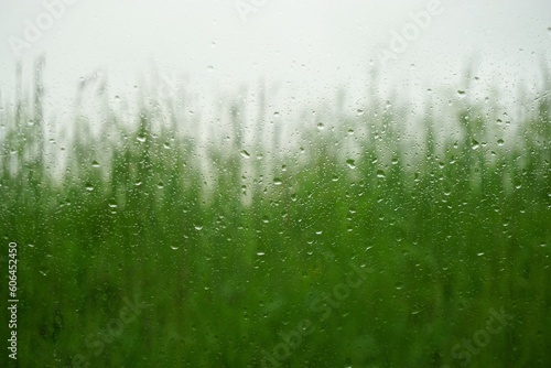 Abstraktes Motiv mit Glasscheibe und Regentropfenmuster vor grünem hohen Gras und Himmel bei Regen am Mittag im Frühling