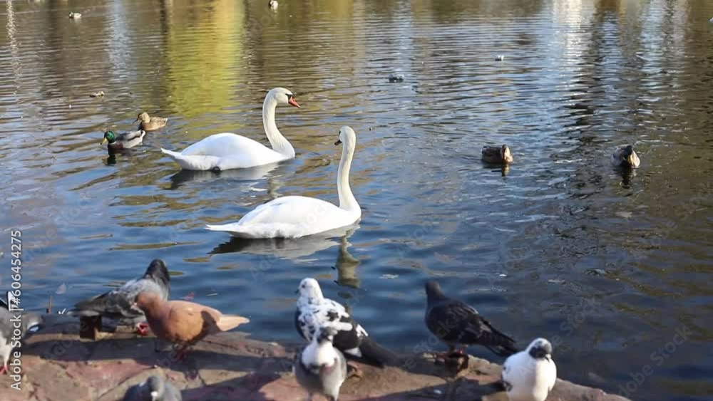 White swans and many ducks in river or lake at sunlight White swans and many ducks in river or lake at sunlight