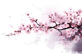 Cherry Blossoms isolated on white background
