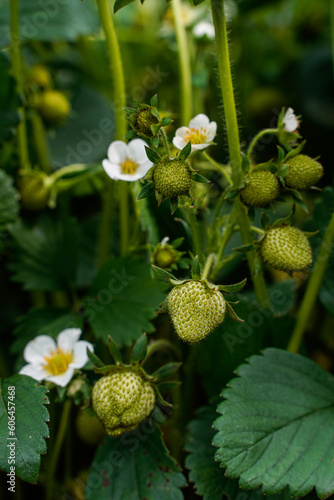 The small white flowers of a strawberry plant. Green leaves, with small unripe strawberries.