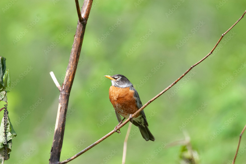 American Robin sleeping with eye closed American Robin sleeping with eye closed