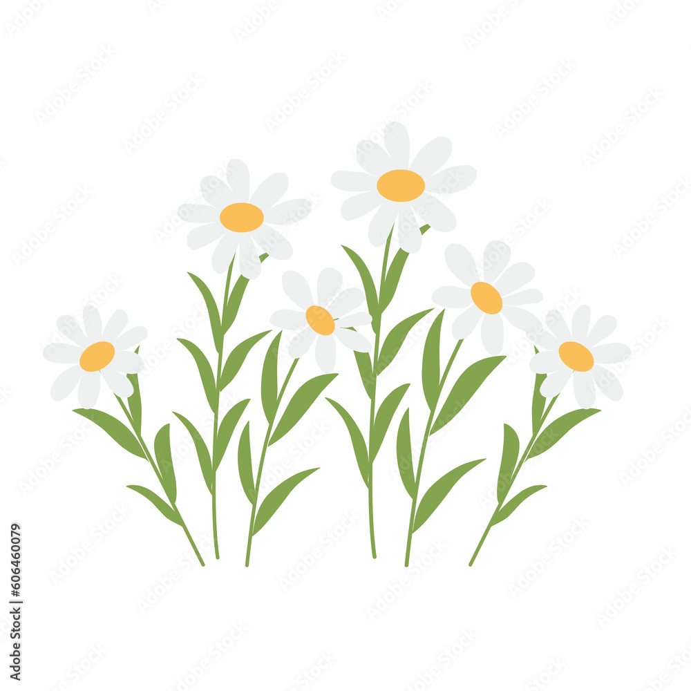 Cute Wildflower Daisies Cute Wildflower Daisies