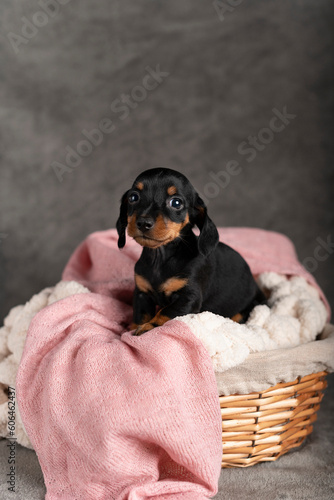 blakc dachshund puppy dog on a pink and white blanket photo