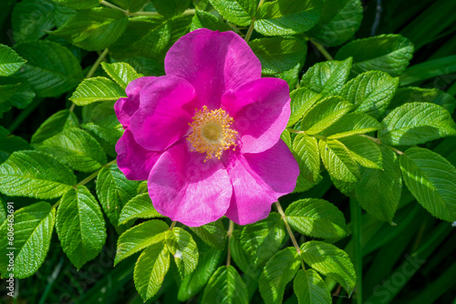 Wild Rose Growing In The Planter In Summer